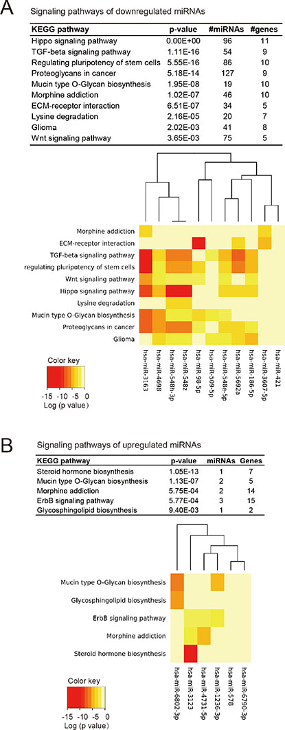 The signaling pathways associated with mutp53-regulated miRNAs.