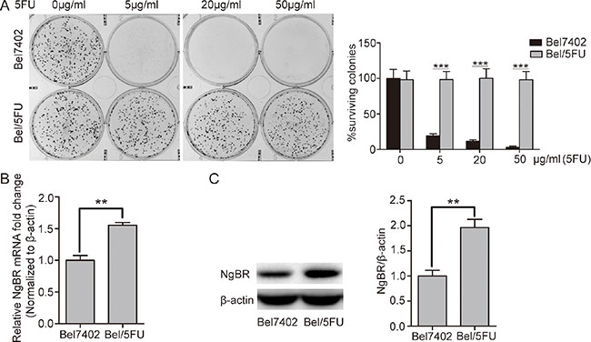 NgBR is highly expressed in the chemoresistant Bel/5FU cells.