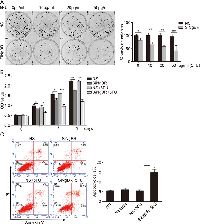 Knockdown of NgBR decreases the chemoresistance of Bel/5FU cells to 5-FU.