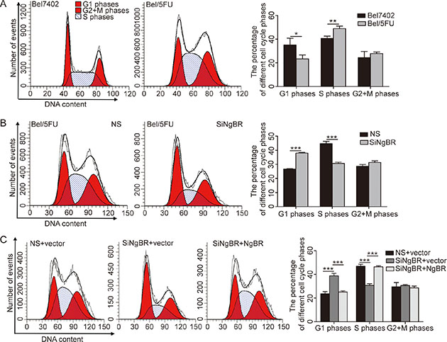 Knockdown of NgBR abrogates the S phase arrest in Bel/5FU cells.