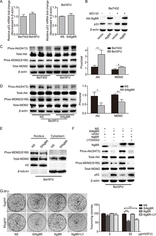 NgBR inhibits p53 expression by activating the PI3K/Akt/MDM2 mediated ubiquitin proteasome pathway.