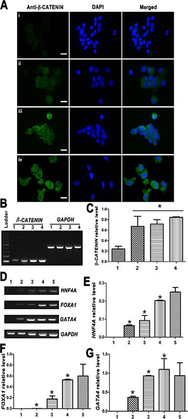 Expression changes of &#x03B2;-CATENIN and transcription factors HNF4A, FOXA1 and GATA4 during the transdifferentiation of human SSCs to mature hepatocytes.