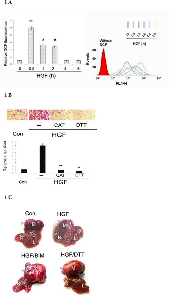 HGF-induced ROS generation was required for tumor progression of HepG2.