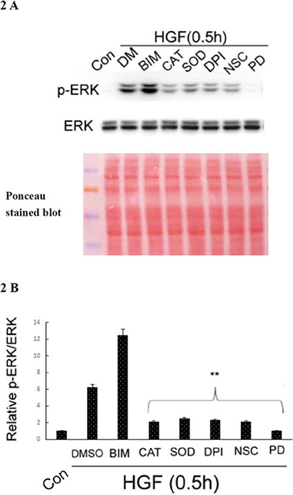HGF induced ROS-dependent ERK phosphorylation.