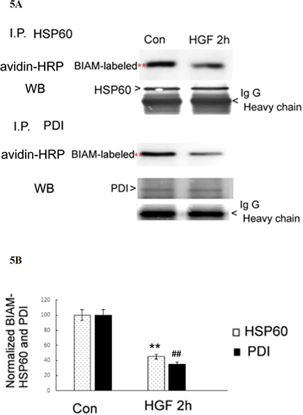 HGF suppressed SH-containing HSP60 and PDI in HepG2.