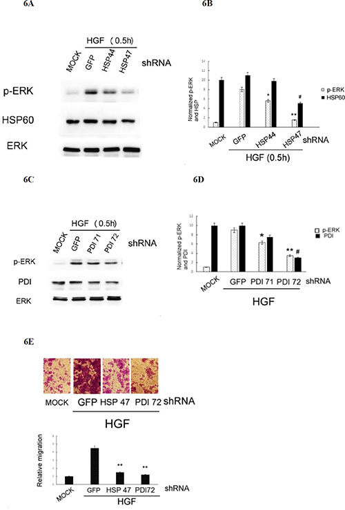 Depletion of HSP60 or PDI prevented HGF-induced ERK phosphorylation and HepG2 cell migration.