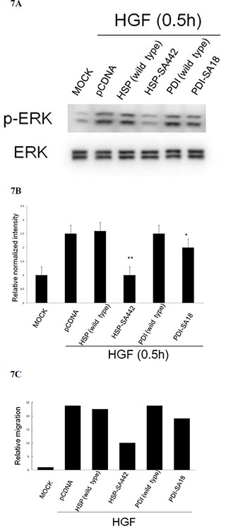 Alteration of cysteine on HSP60 prevented HGF-induced ERK phosphorylation and HepG2 cell migration.