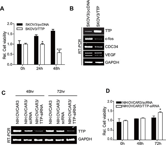 TTP suppresses the growth of cancer cells.