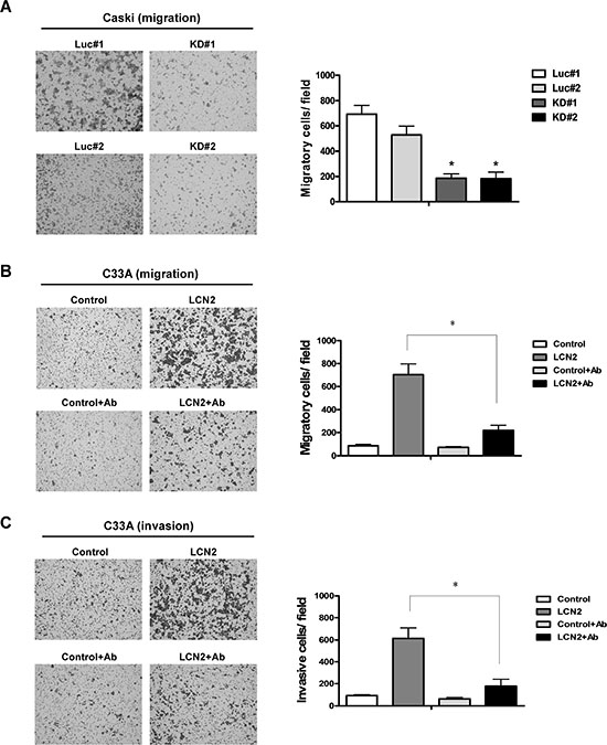 LCN2 depletion suppresses cervical cancer cell mobility in vitro.