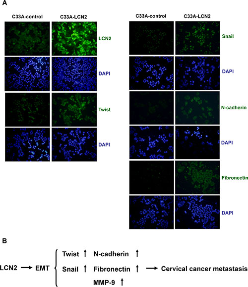 Expression of EMT markers in LCN2-overexpressing cervical cancer cell.
