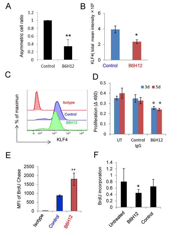 B6H12-Ab inhibits asymmetric cell division and cell proliferation.