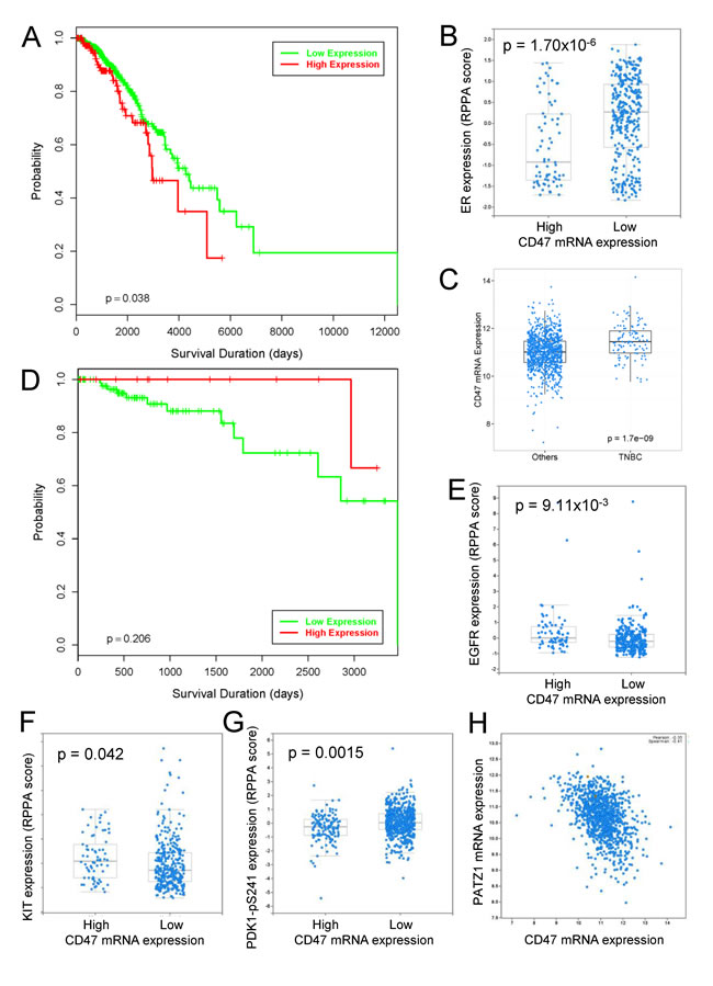 Analysis of CD47 expression in the TCGA invasive breast cancer data.