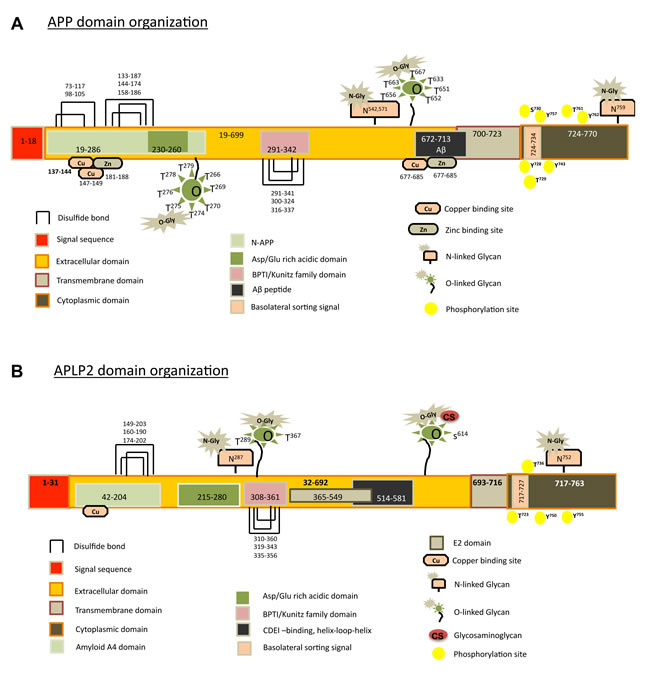 Graphical representations of the domains and sub-domains for APP and APLP2 are shown, along with disulfide bonds and predicted post-translational modifications.