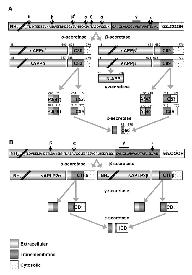 Secretase processing of APP and APLP2 generates many fragments.