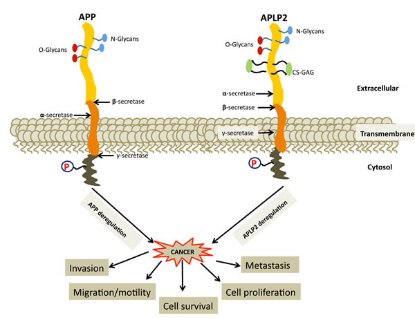 Deregulation of APP and APLP2 causes cancer progression and metastasis, but the roles in cancer of most of the protein interactions involving APP and APLP2 are not well understood.