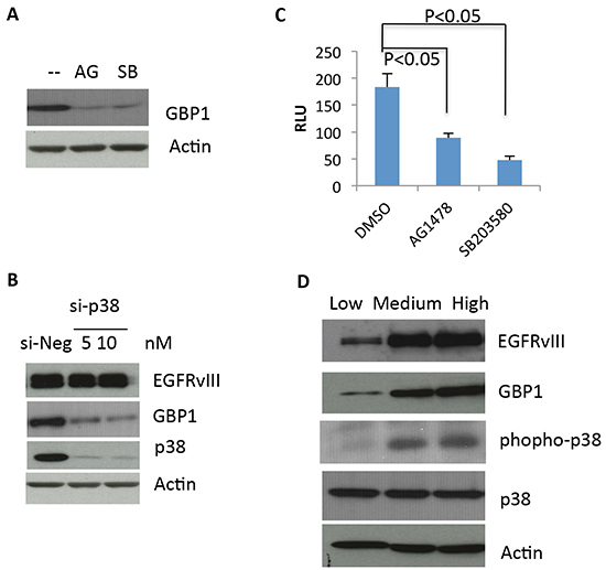 EGFRvIII&#x2013;stimulated GBP1 expression is p38 MAPK dependent.
