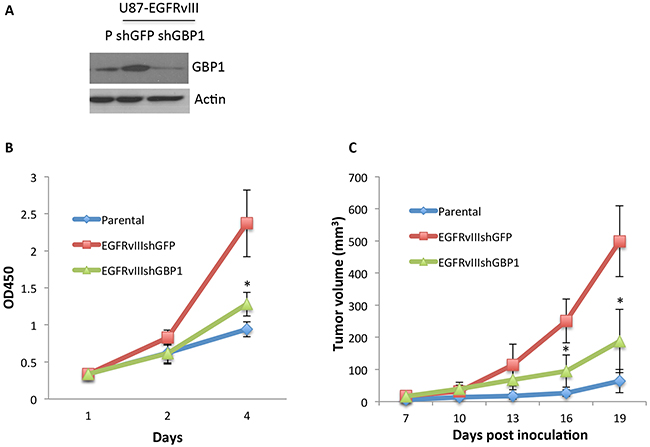 GBP1 is essential for EGFRvIII-expressing GBM cell proliferation in vitro and in vivo.