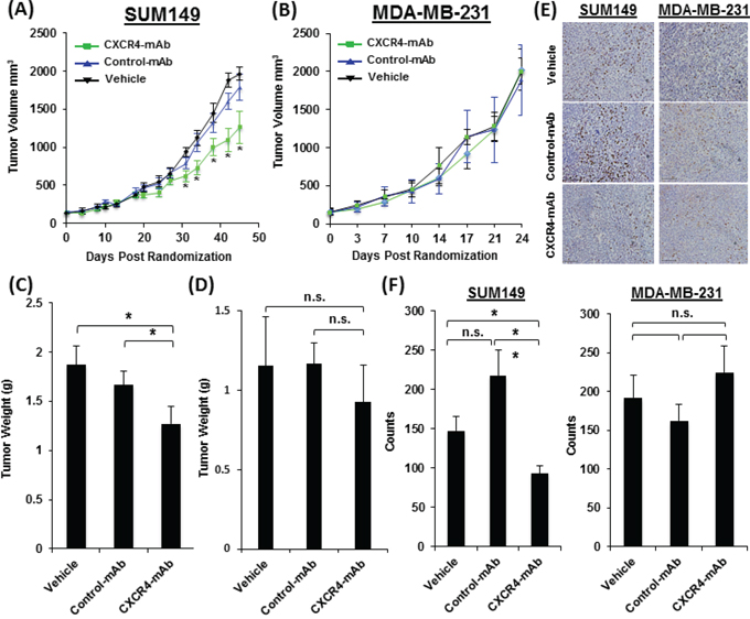 Therapeutic assessment of CXCR4-mAb in SUM149 and MDA-MB-231 TNBC tumor xenograft models.