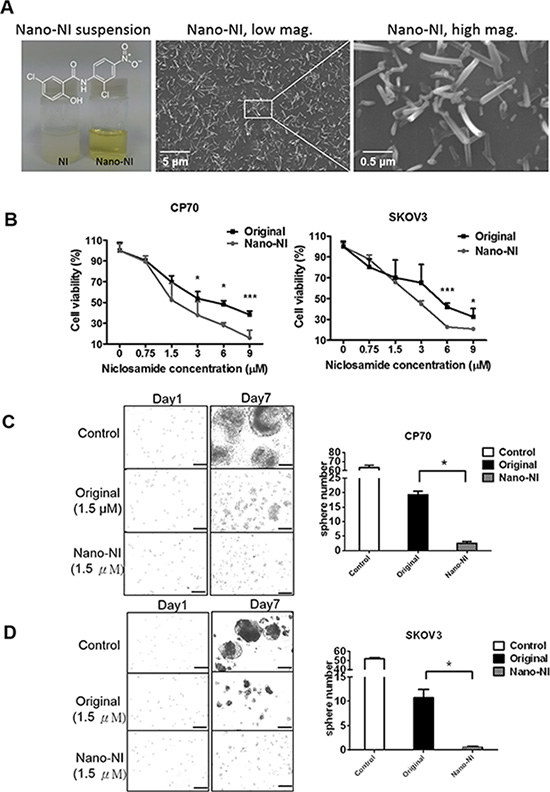 Nano-NI suppresses ovarian cancer cell proliferation more efficiently than the original form of niclosamide in vitro.