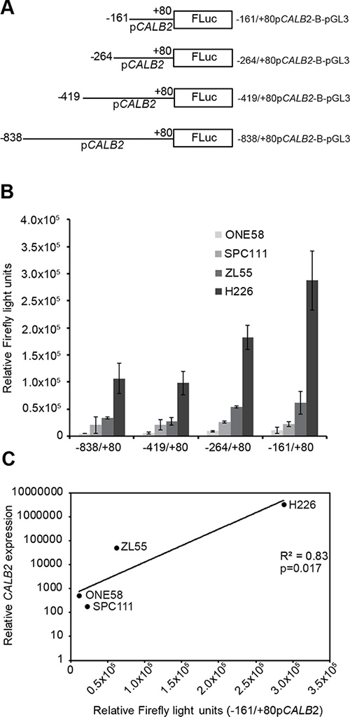 Transcriptional activity of the minimal CALB2 promoter is proportional to calretinin expression.