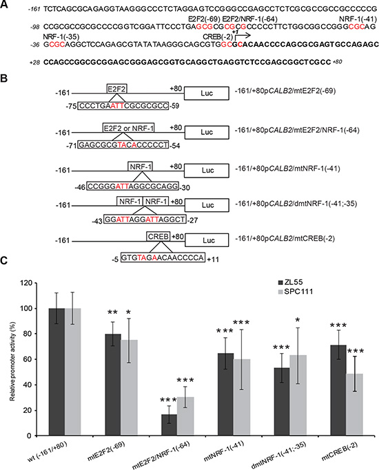 Effect of site-directed mutagenesis of transcription factor binding sites on the &#x2013;161/+80bp CALB2 promoter activity.