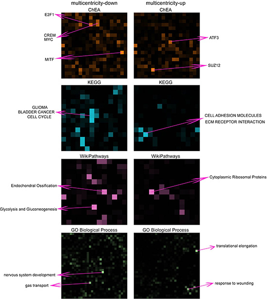 Visualization of enriched gene-sets in down- and up- regulated genes in multicentricity tumors over solitary tumors.