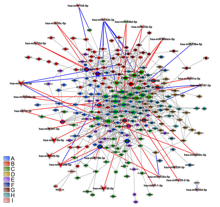 Integrative network analysis for CT-DE network.