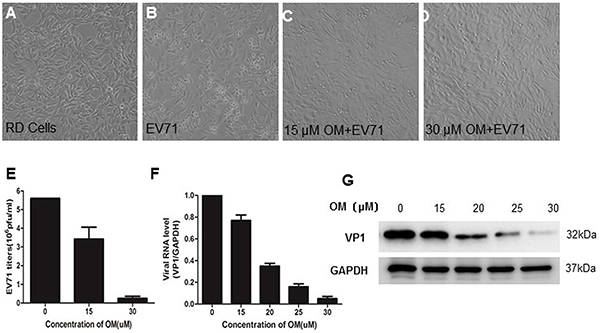 The inhibitory effects of OM against EV71 infection OM protected cytotoxic effects (CPE) from EV71 infection in RD cells