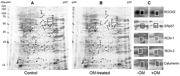 Protein profile differences between Control and OM-treated RD cells.