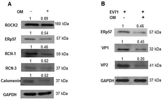 The suppression of ERp57 expression by OM.