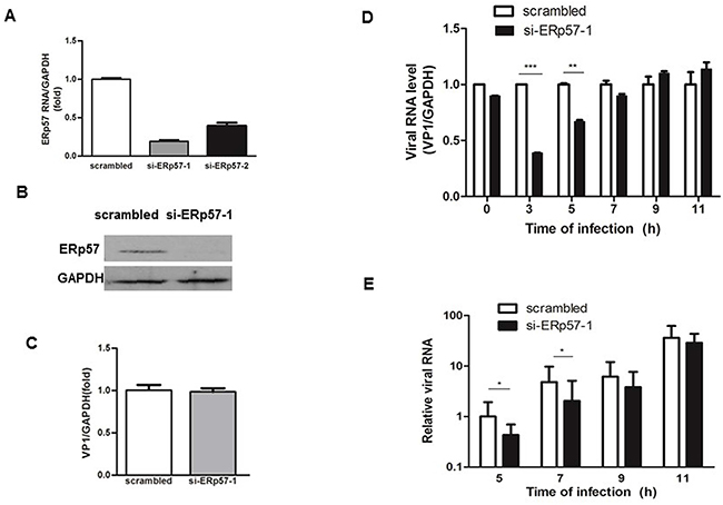 Inhibition of EV71 infection by Knockdown of ERp57 at early stage