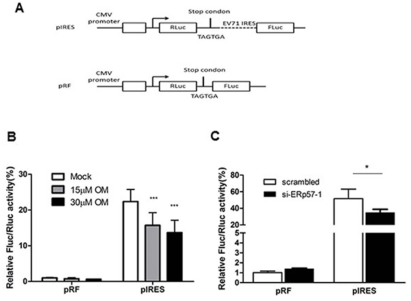 Inhibition of EV71 IRES activity by OM or knockdown of ERp57.