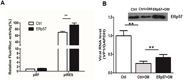 Ectopic expression of ERp57 enhanced IRES activity.