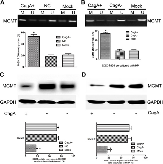 CagA induces MGMT gene hypermethylation and its expression loss.