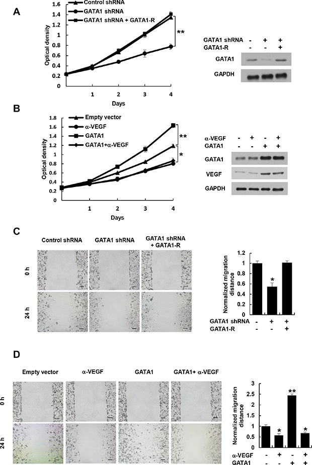 Cancer cell-secreted VEGF regulated by GATA1 modulates HUVEC proliferation and migration.