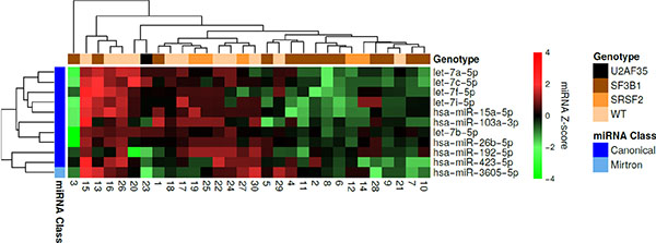 Hierarchical clustering of the MDS patient samples and differentially expressed miRNAs between wild-type samples and samples containing an SF3B1 mutation.