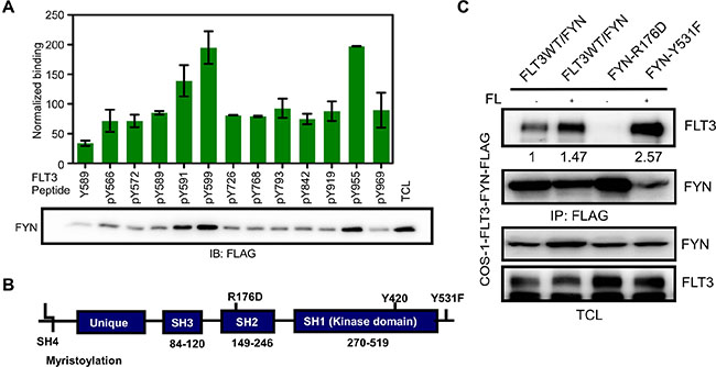 FYN associates with FLT3 through the FYN SH2 domain.