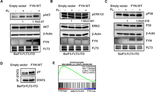 FYN expression significantly increases FLT3-ITD-induced STAT5 phosphorylation: Ba/F3/FLT3-ITD cells stably transfected with FYN or empty vector were washed three times with RPMI-1640 to remove IL3.