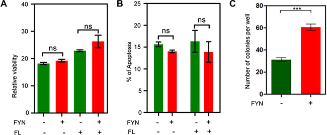 FYN expression significantly contributes to colony formation.