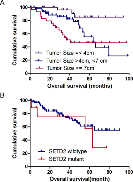 Kaplan-Meier survival analysis with respect to tumor size and gene mutations.
