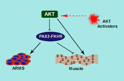 Figure1: This model represents the action of AKT on PAX3-FKHR activity in ARMS and terminal muscle differentiation.