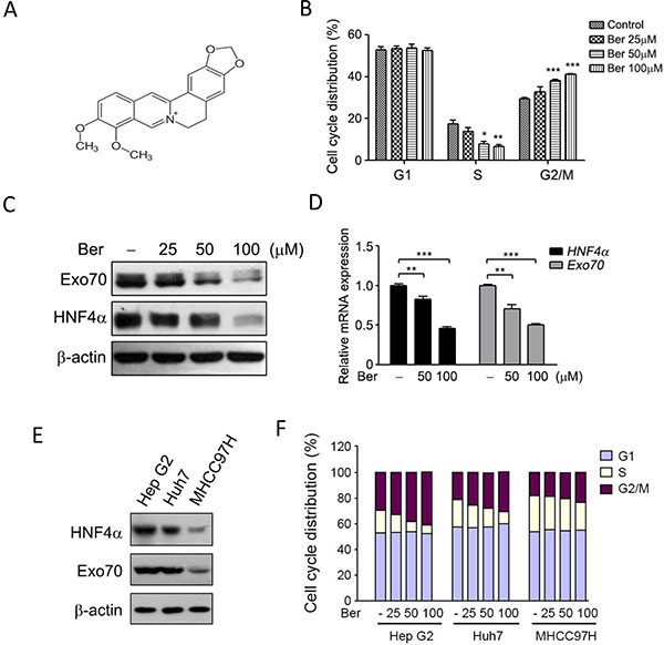 Berberine reduced the expression of HNF4&#x03B1; and Exo70, and induced cell cycle arrest at G2/M phase.