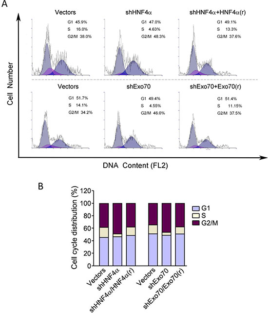 Knocking down either HNF4&#x03B1; or Exo70 can arrest cell cycle of liver cancer cells at G2/M phases.