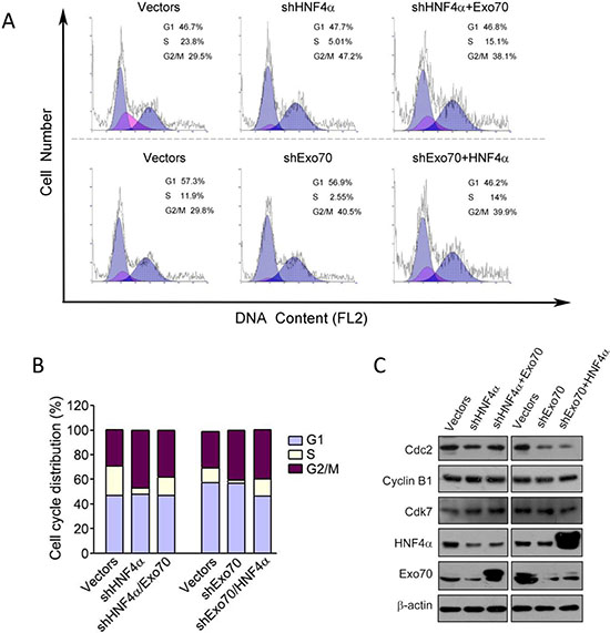 Exo70 acts downstream of HNF4&#x03B1; to regulate cell cycle via Cdc2.