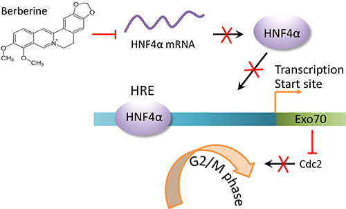 A schematic diagram for cell cycle arrest induced by downregulating HNF4&#x03B1;-Exo70 axis.