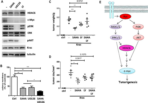 K-ras induced HDAC6 expression is mediated by MAPK signaling.