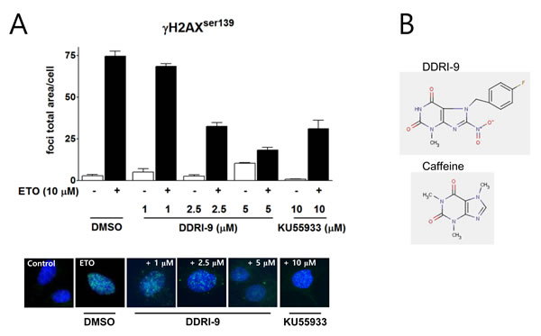 DDRI-9 inhibits &#x3b3;H2AX foci formation.