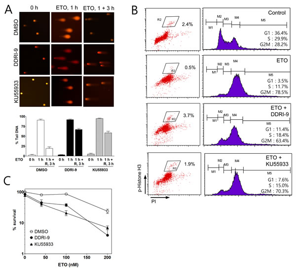 DDRI-9 inhibits DNA repair and cell cycle arrest.