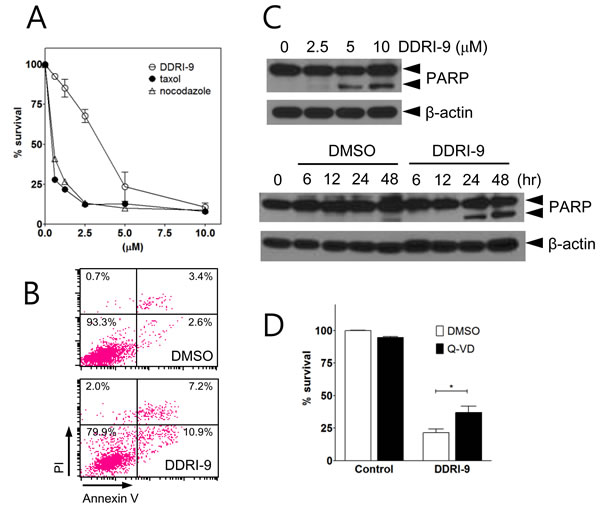 DDRI-9 induces cell death.