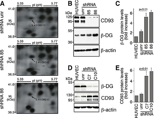 In ECs DG and CD93 silencing reveals adaptive changes in expression of both proteins.